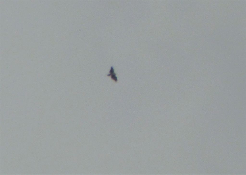 Rapace Indeterminato